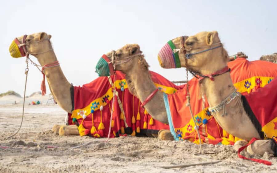 Desert Safari, Dunes Ride, Sand Boarding & Inland Sea Tour - Who This Tour Fits Best, and Who Should Rethink It