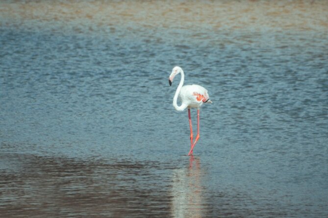 Discover Qatar’s Hidden Gems: North & West Coast Private Tour - Al Khor harbor time, fishing culture, and mangroves nearby