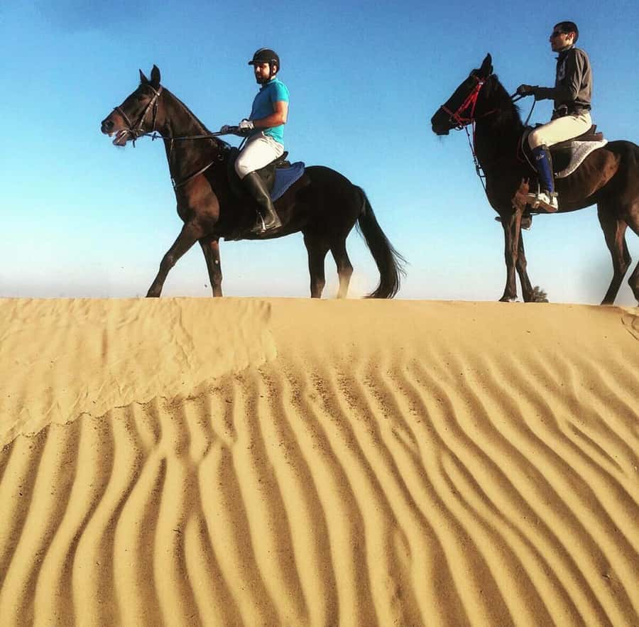 Doha : Arabian Horse Ride Experience With Pickup & Drop Off - Why Riding Arabian Horses in Qatar Feels Like a Different Kind of Desert Day
