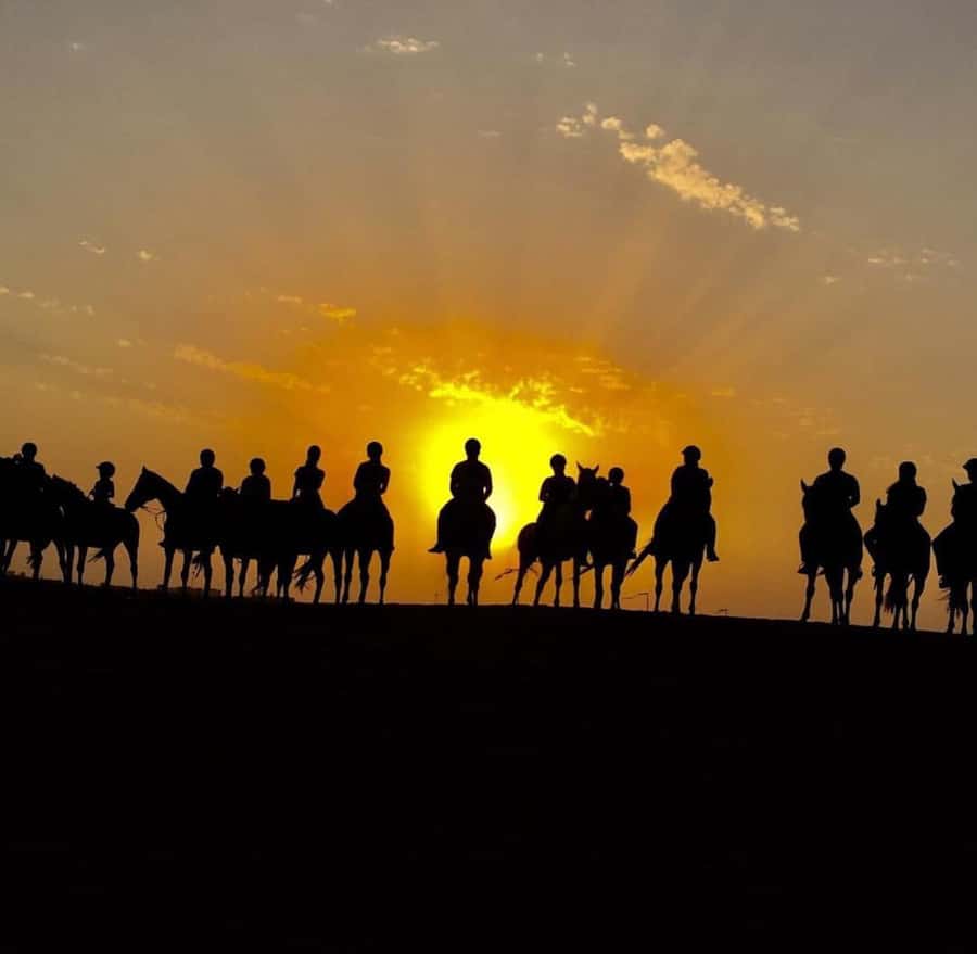 Doha : Arabian Horse Ride Experience With Pickup & Drop Off - Walk, Trot, or Canter Across Rolling Dunes