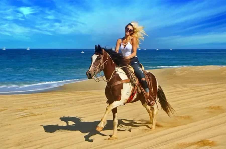 Doha : Arabian Horse Ride Experience With Transfer - Sealine Stop: Photos, Wildlife Chances, and Your One-Hour Ride