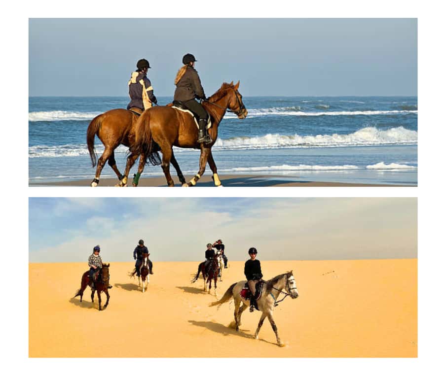 Doha: Arabian Horse Riding Experience -Sea or Desert Options - Key Things to Know Before You Go