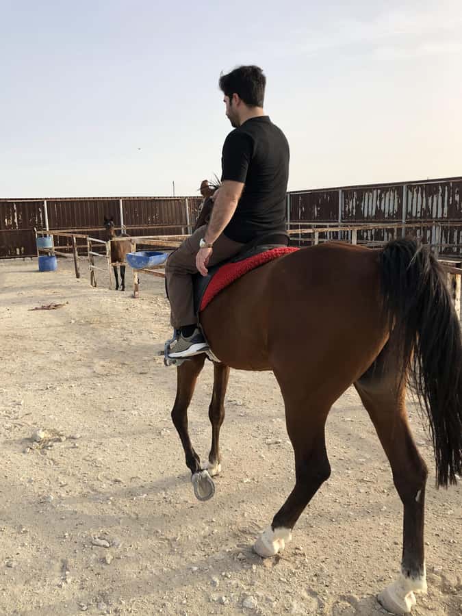 Doha: Arabian Horse Riding Experience -Sea or Desert Options - Sea Side Riding: Beach-Time on Arabian Horses