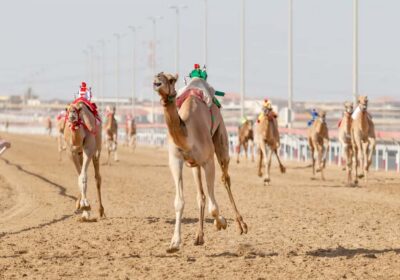 Doha Camel Race Track & Richard Serra Desert Sculpture Tour