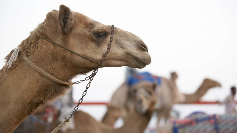 Doha Camel Race Track & Richard Serra Desert Sculpture Tour - Who should book this Doha camel track and desert sculpture tour