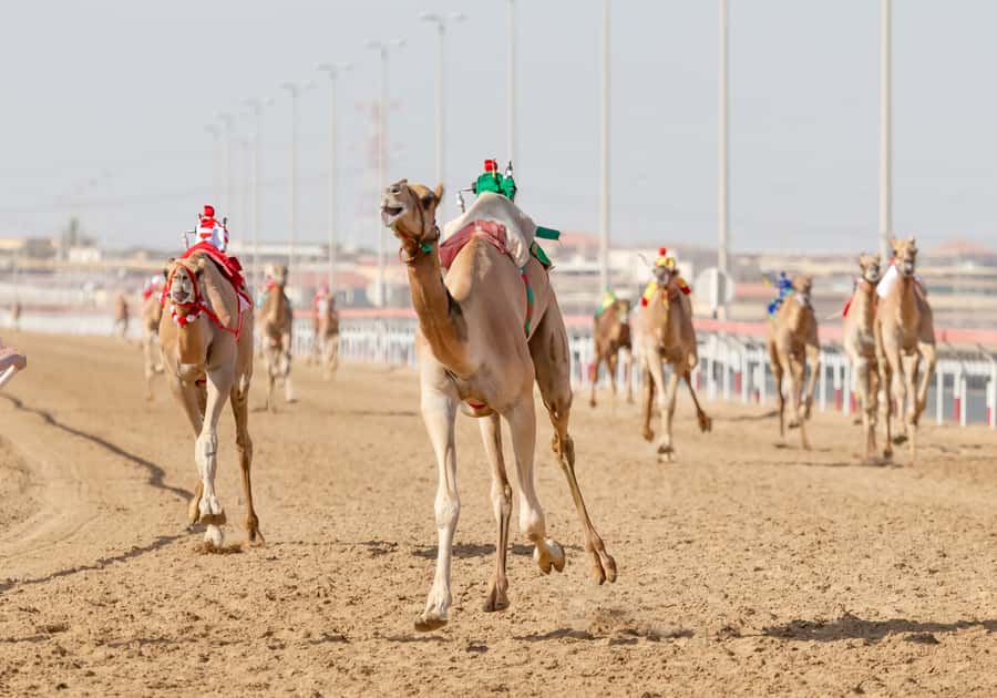 Doha Camel Race Track & Richard Serra Desert Sculpture Tour - Price and time worth $70 per person