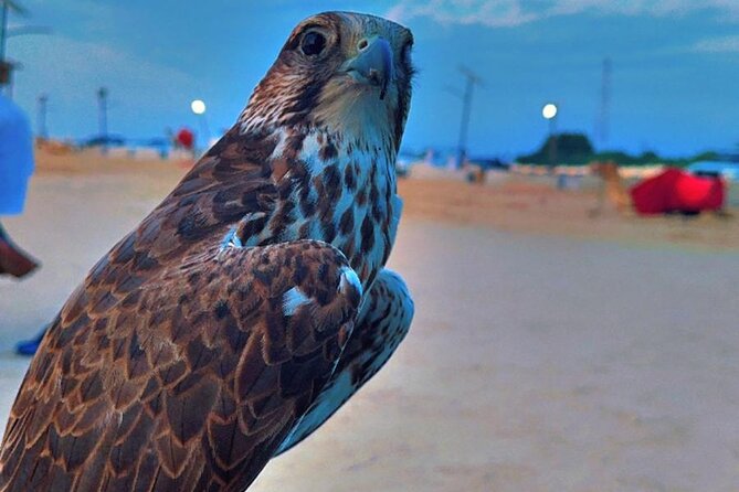 Doha Desert Safari Dune Bashing Camel Ride - Dune bashing, sandboarding, and the motion factor
