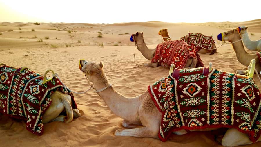 Doha: Dune Bashing Safari, Falcon, Camel, ATV, Sandboarding - Who Should Book, and Who Should Skip