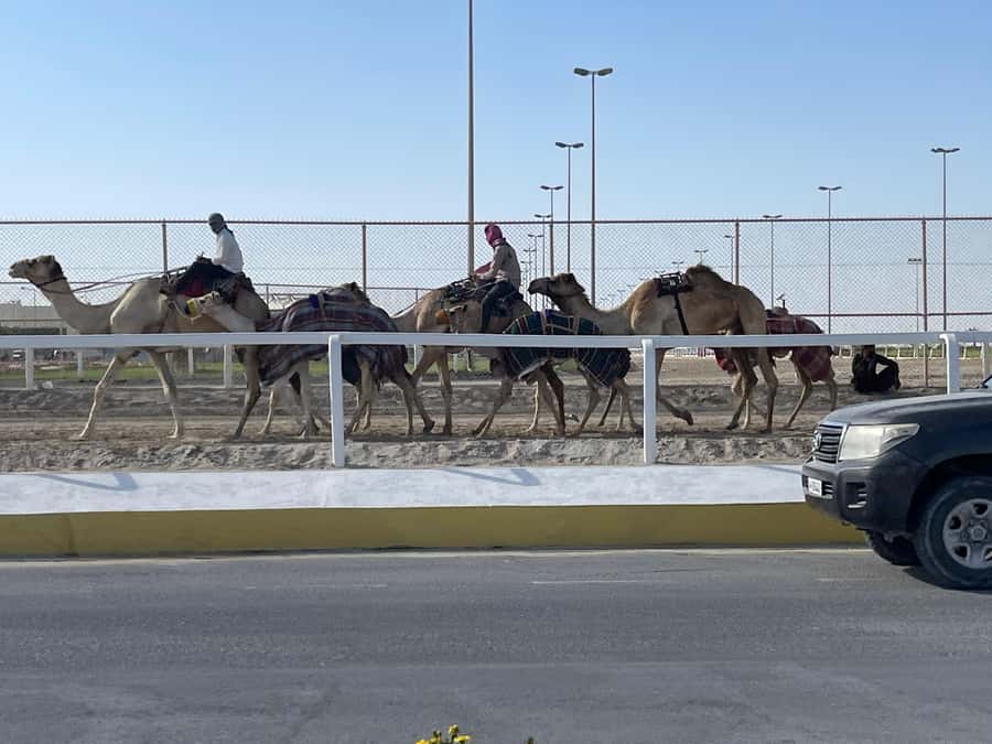 Doha Full Day North & West Tour | Rich History & culture - Al Zubara Fort UNESCO site: turning ruins into Qatar’s timeline