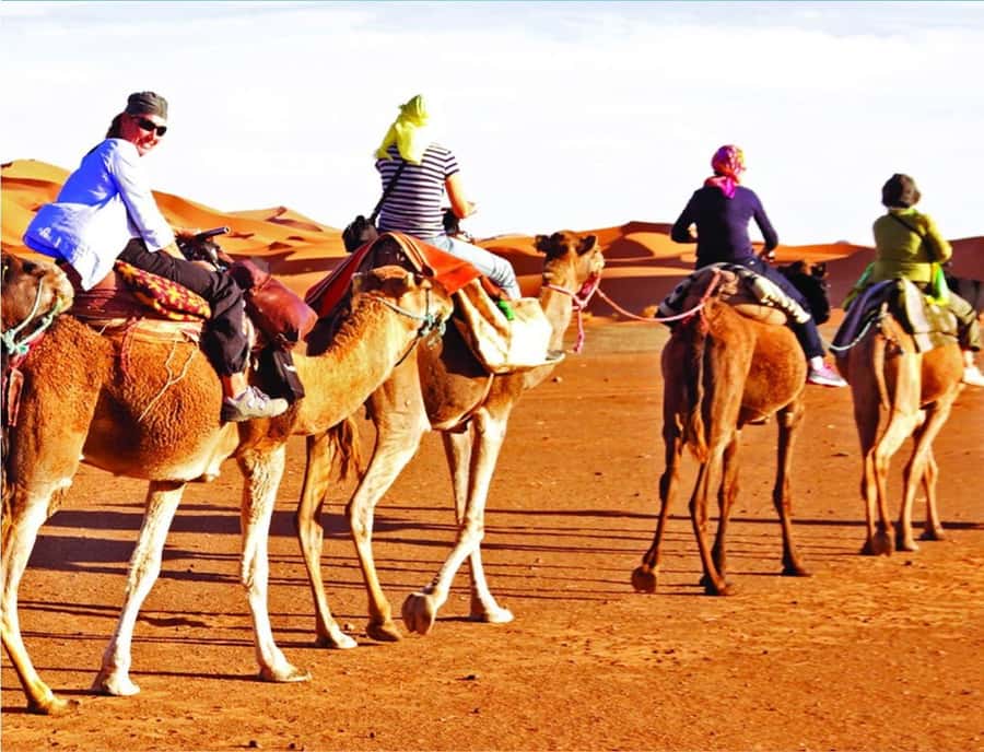 Doha: InlandSea Tour,Camel,Sand Boarding With All Activities - Who should book this desert safari, and who might not love it