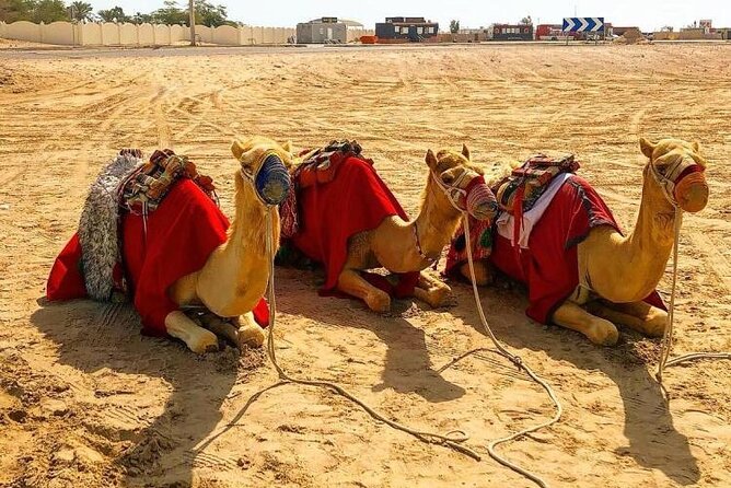 Doha Layover Desert Safari, Camel Ride, Sand Boarding, Inland Sea - Why Khor Al Udaid and the Inland Sea fit a layover