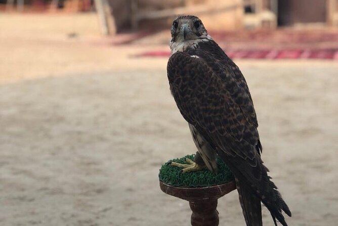 Doha Layover Desert Safari, Camel Ride, Sand Boarding, Inland Sea - Sand boarding on desert dunes: playful, but plan for the sand