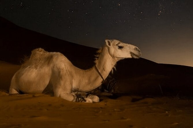Doha Night Desert Safari Camel Ride Dune Bashing with Transfer - Value check: is $50.84 a fair price for this mix?