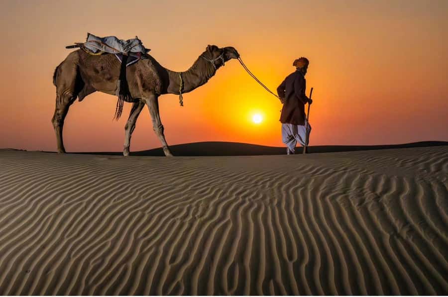 Doha Night Desert Safari Stargazing And Camel Ride - Pickup, Timing, and the 4 to 5 Hour Reality