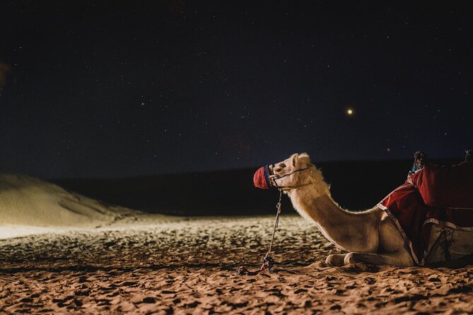 Doha : Night Desert Safari | Transit Safari | Camel ride | Dune Bashing - Pickup and Timing: Where You Start and What You Should Expect