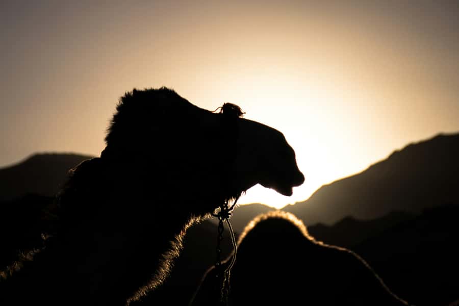 Doha: Night Desert Safari With Stargazing and Inland Sea - Key Things I’d Prioritize Before Booking