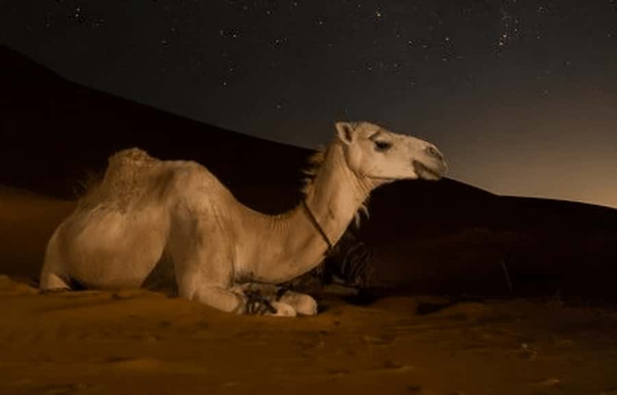 Doha: Night Desert Safari with Stargazing & Camel Ride - Qatar at night: why the Inland Sea makes the sky feel closer