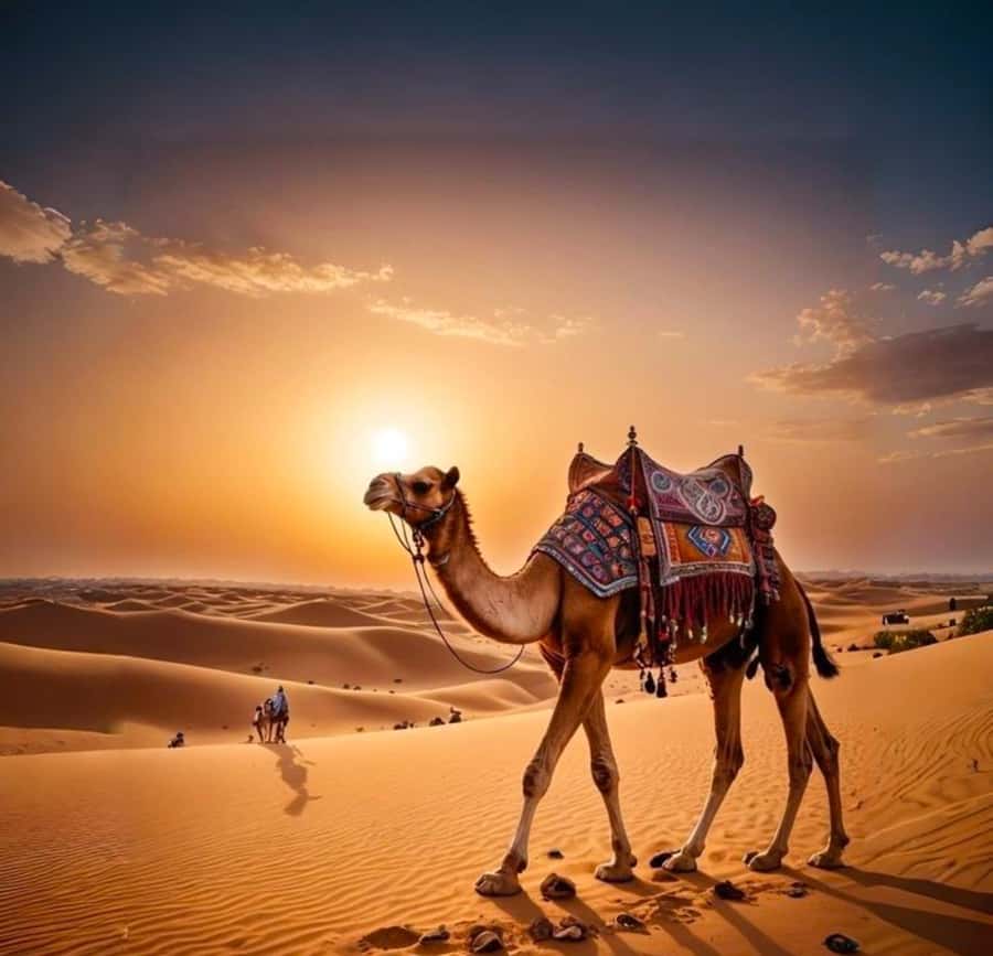 Doha: Nighttime Desert Safari with Dune Bashing & Camel Ride - Ash Shaqra area and sandboarding breaks up the adrenaline