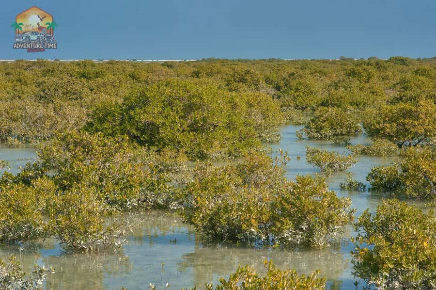 Doha North Qatar Tour Zubara Fort, Mangroves, Jumail Village - Stop 4: Al Jumail Abandoned Village and the quiet feeling of place
