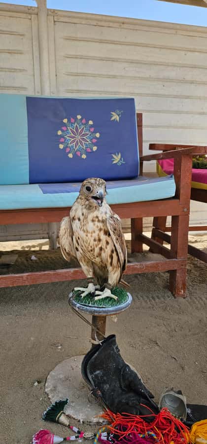 Doha:Private Desert Safari, Falcon, Sandboarding,inland sea - Price and value for $71 per person