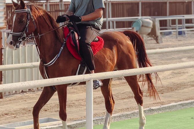 Doha-Private Half Day Safari with Horse Ride/Camel Ride/sandboard - A private Doha desert half-day that packs real riding time