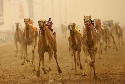 Doha, Qatar: Came Racing Track, Oryx & Sheikh Faisal Museum Tour.