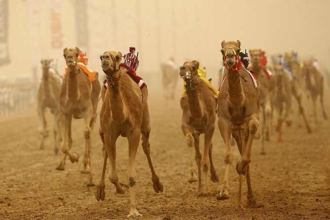 Doha Qatar Camel Race Track visit| West Coast Natural Attractions - Key highlights you should know before you go