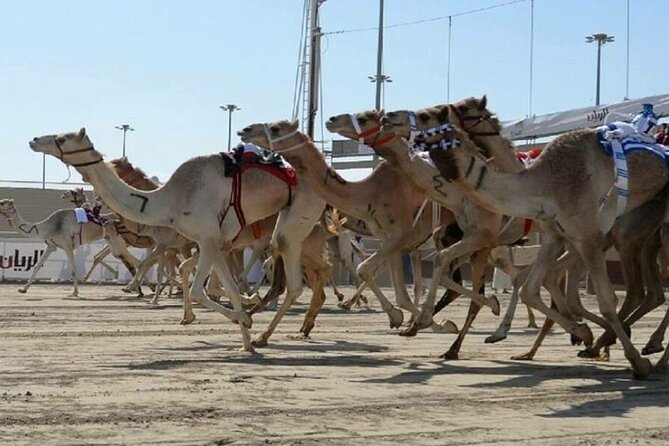 Doha Qatar Camel Race Track visit| West Coast Natural Attractions - Zekreet Rock Formation: limestone drama with caves, arches, and time-worn shapes