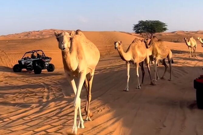 Doha, Qatar: Desert Safari, Inland sea and Camel Ride Adventure. - Stop 1 at Sealine Beach: Dune Bashing, Camel Riding, and Sandboarding