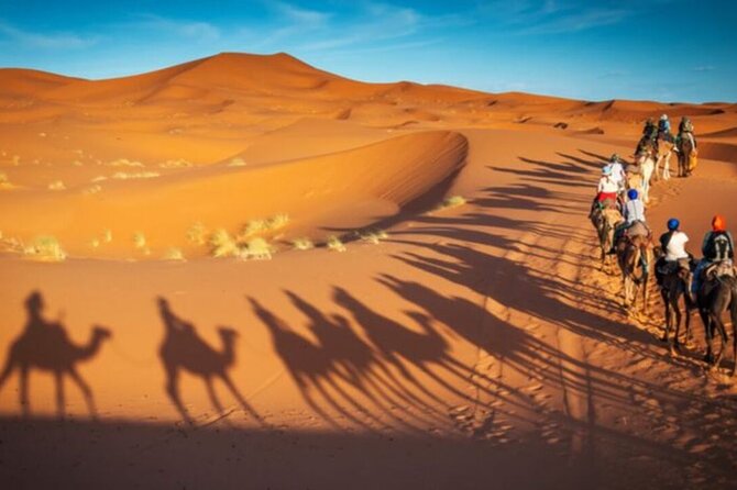 Doha Quad Bike, Dune Bashing, Camel Ride and Island Sea Tour - Camel ride moments and falcon photos: what you’re really signing up for
