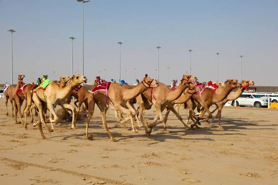 Doha: Richard Serra Sculpture,Mushroom Hill,Camel Race Track - Al-Shahaniya Municipality stop: a short orientation break