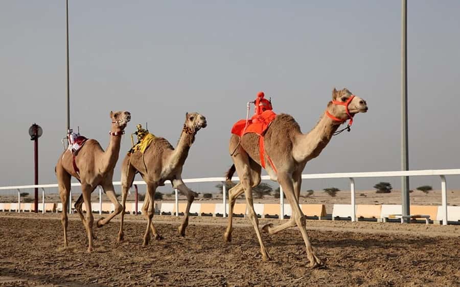 Doha: Richard Serra Sculpture,Mushroom Hill,Camel Race Track - Passing through Zekreet Village and the Camel Race Track area