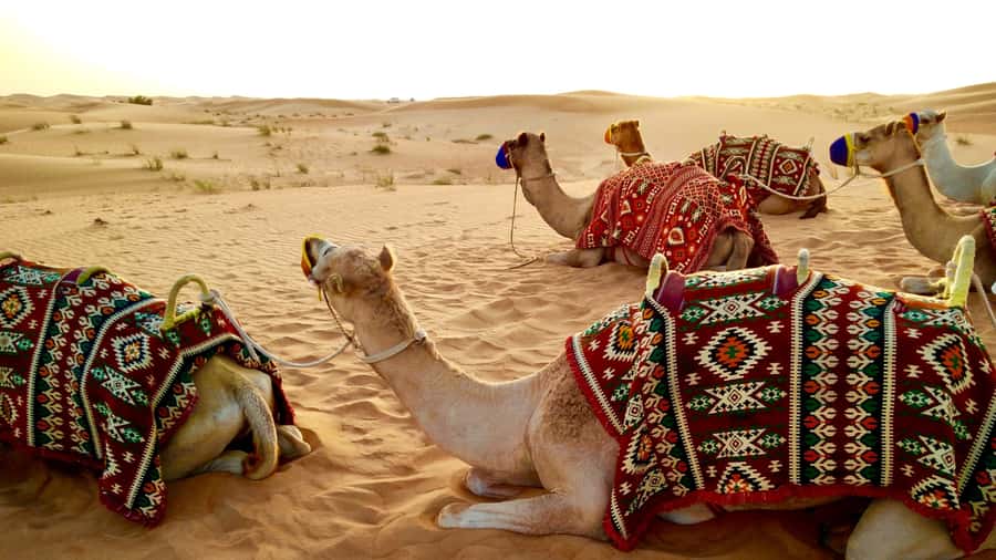 Doha:Safari Tour with Lunch/Dinner in Desert by the Sea Side - Why this Doha safari feels different, dunes plus sea in one day