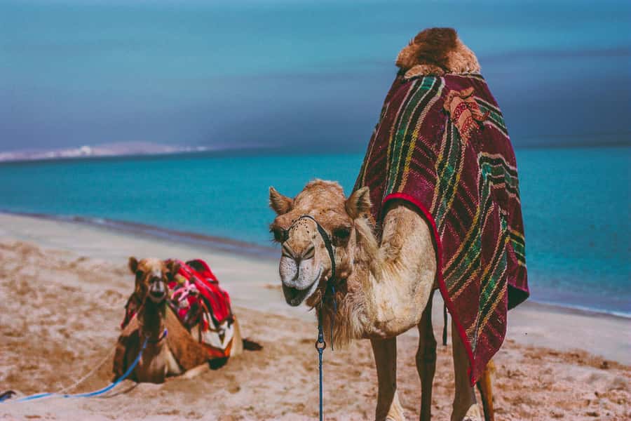 Doha:Safari Tour with Lunch/Dinner in Desert by the Sea Side - Sealine Beach Camp: BBQ dinner or lunch, plus swimming by the water