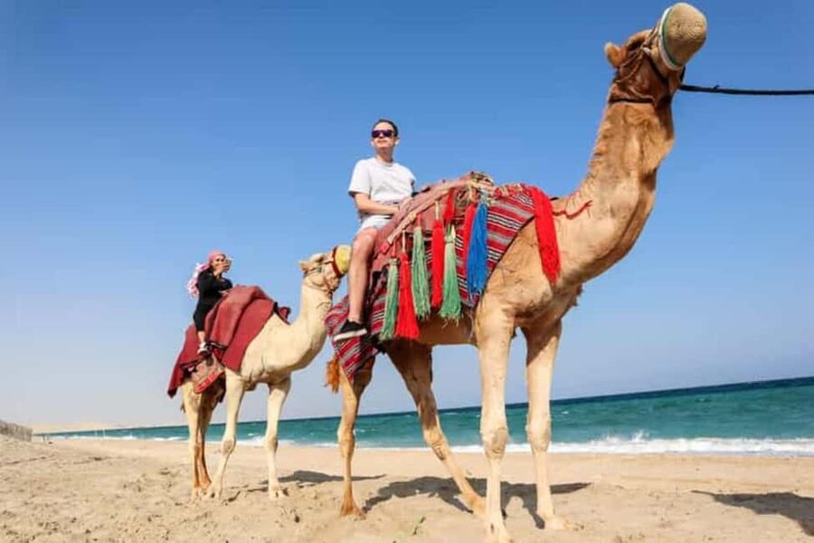 Doha Safari with Camel Ride, Inland Sea & Hotel Transfer - Sandboarding: fun momentum, short learning curve