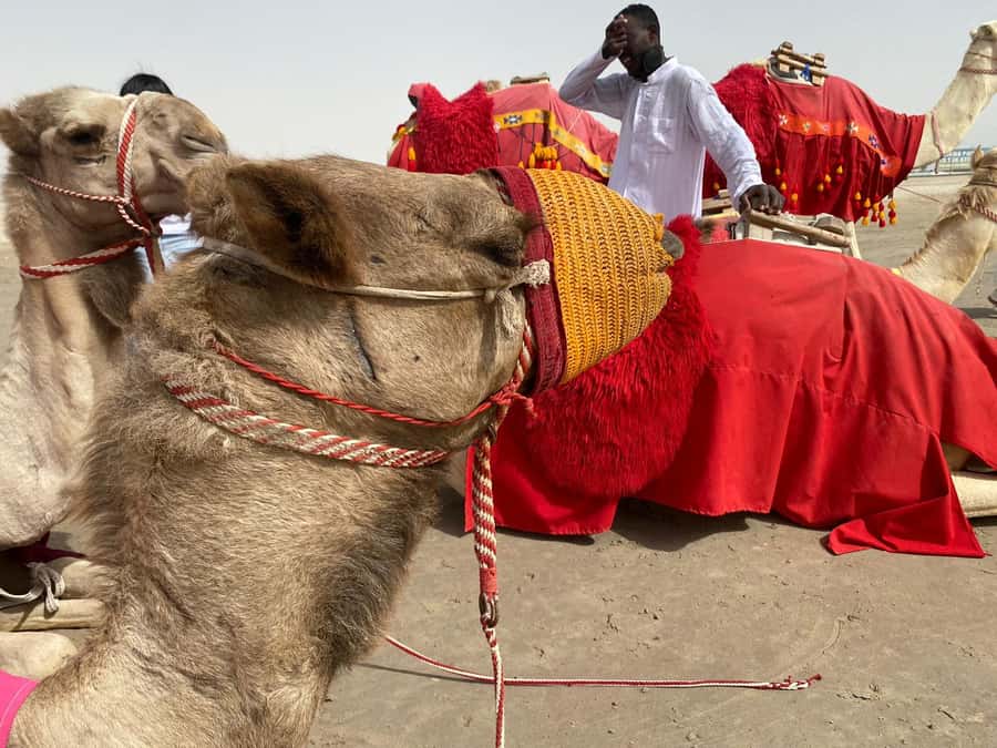 Doha: Sunset desert tour with Camel Ride, Inland Sea & Tea - Dune bashing for 45 minutes: what it is really like