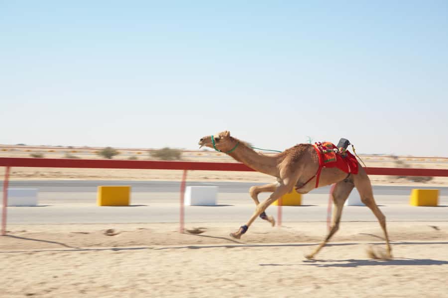 Doha : West Of Qatar Tour With Pickup & Drop-Off - Key highlights to look for before you go