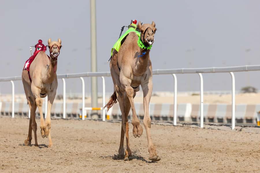 Doha : West Of Qatar Tour With Pickup & Drop-Off - Cost and Value: What $33 Buys in a Desert-Heavy Half Day