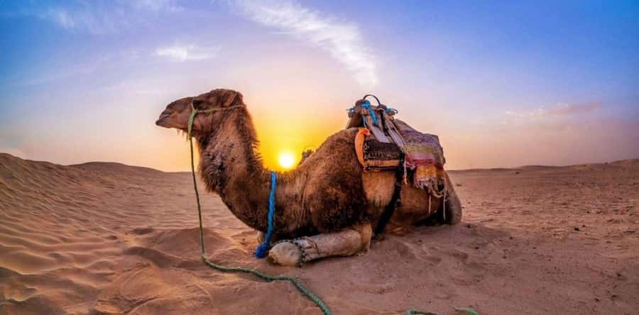 Dune Bashing &Beyond The Ultimate Desert Safari From Doha - Sealine Beach Resort and the Inland Sea stops: scenery variety that helps the time fly