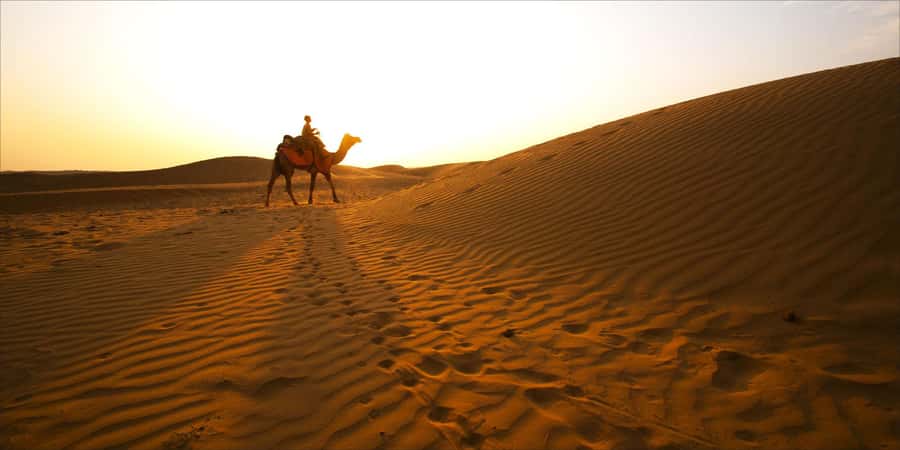 From Doha: 8-hour Safari Tour with Desert Beach Experience - Key highlights at a glance