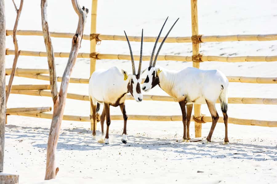 From Doha: 8-hour Safari Tour with Desert Beach Experience - Inland Sea (Khor Al Adaid): the UNESCO moment you can actually see