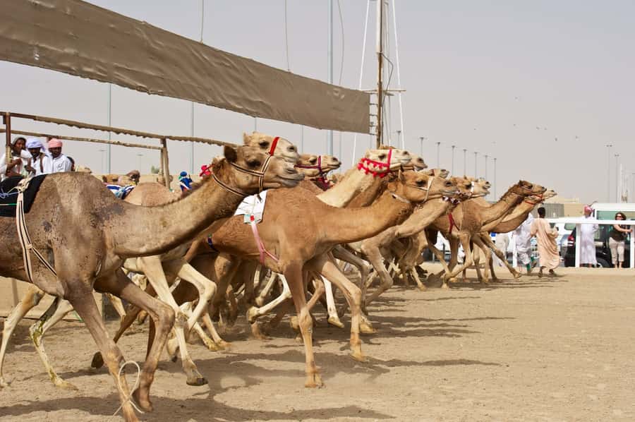 From Doha: Private West Coast and Camel Race Track Tour - A Half-Day West Coast Reset From Doha