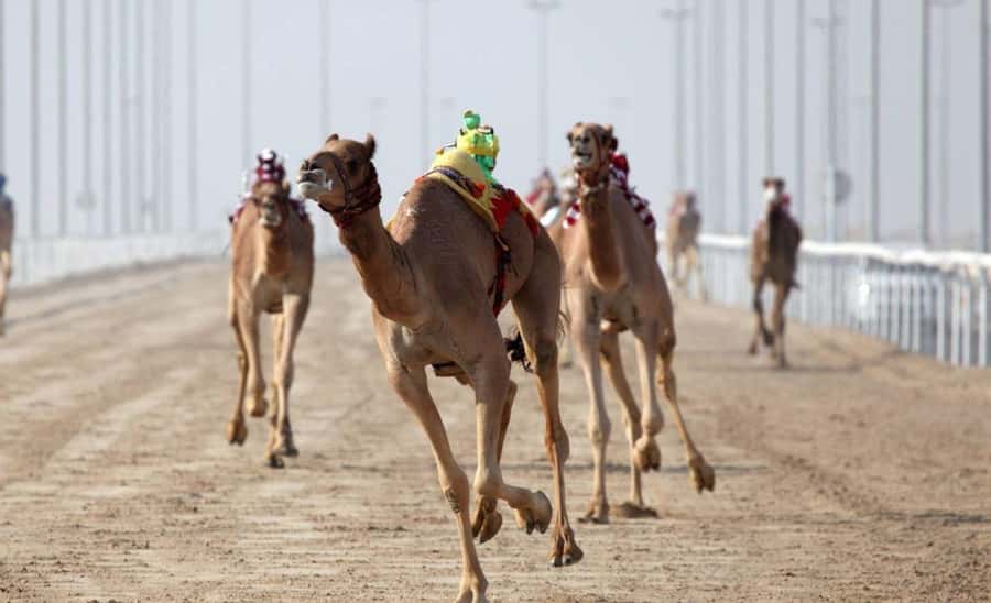 From Doha: Private West Coast and Camel Race Track Tour - Sheikh Faisal Museum Stop for Context and a Quick Reset