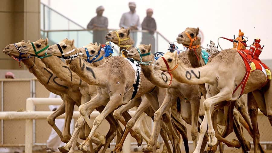 From Doha: Private West Coast and Camel Race Track Tour - Pickup, Private Vehicle, and How the Timing Works