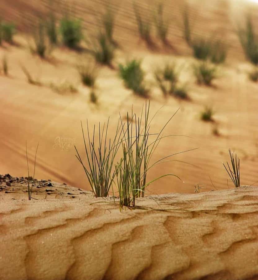 From Doha: Sunrise or Sunset Safari with Sand Boarding - Inland Sea: the salt-water inlet that surprises people