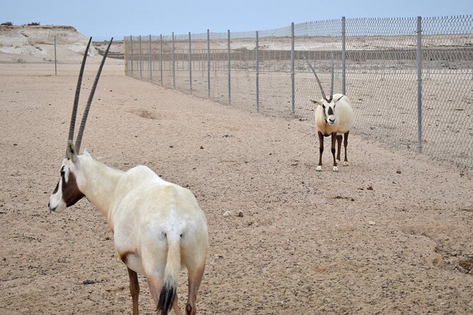 Full Day Qatar's North And West tour || History & Heritage - Ash-Shahaniyah camel racing track: watch training, catch the energy