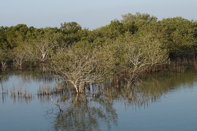 Half-Day North Qatar Tour - Who should book this North Qatar half day tour