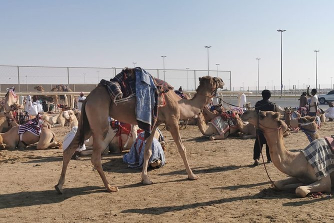 Half-Day Private Guided Camel Race Tour in Qatar - Key moments that make the tour worth it