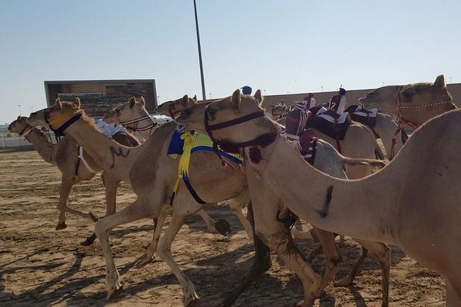 Half-Day Private Guided Camel Race Tour in Qatar - Private pickup and the drive that keeps you close to the action