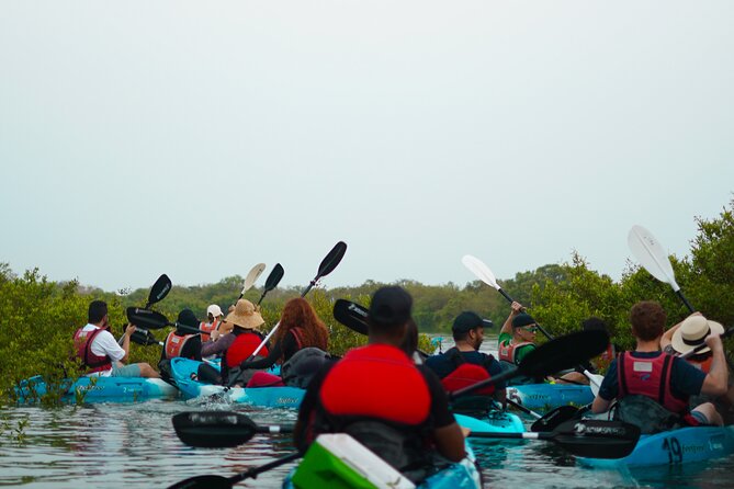 Kayak Through the Mangroves to the Purple Island - Your start at AquaSports Qatar Eco Camp: training that actually helps